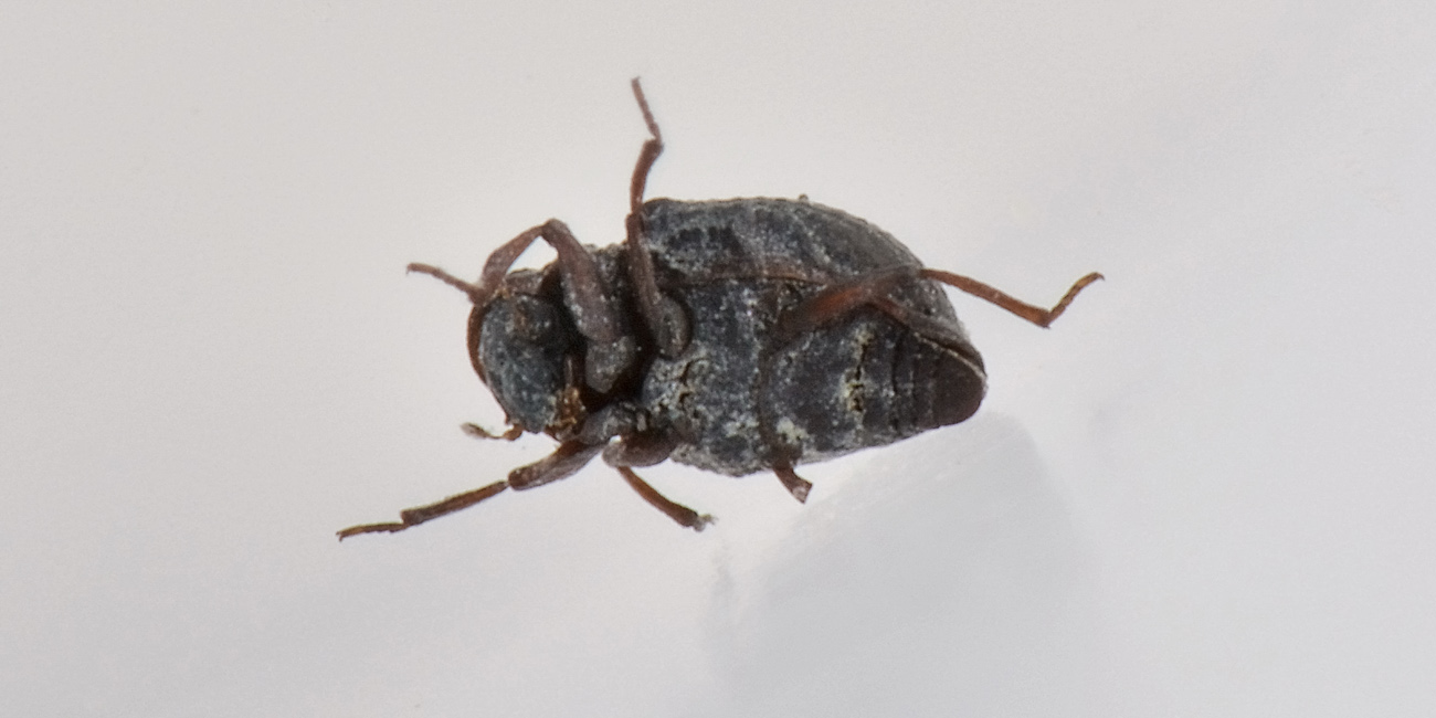 Georissidae?  S !!! Georissus laesicollis